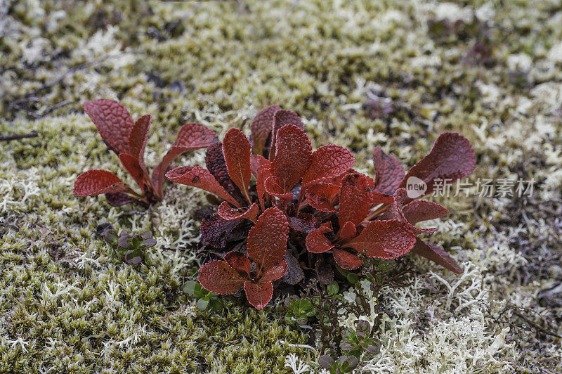 熊果(Arctostaphylos alpina)，俗称高山熊果、山熊果或黑熊果，属石南科杜鹃花科矮灌木。德纳里国家公园，德纳里国家公园和保护区，阿拉斯加